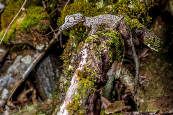 Giant leaf-tailed gecko