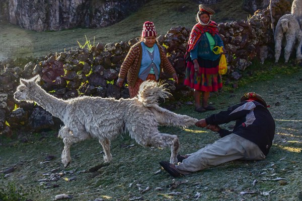 Indians catching an alpaca