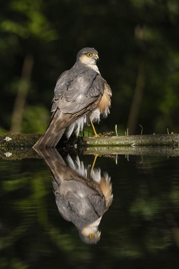 Eurasian sparrowhawk