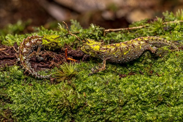 Variegated Earth Chameleon