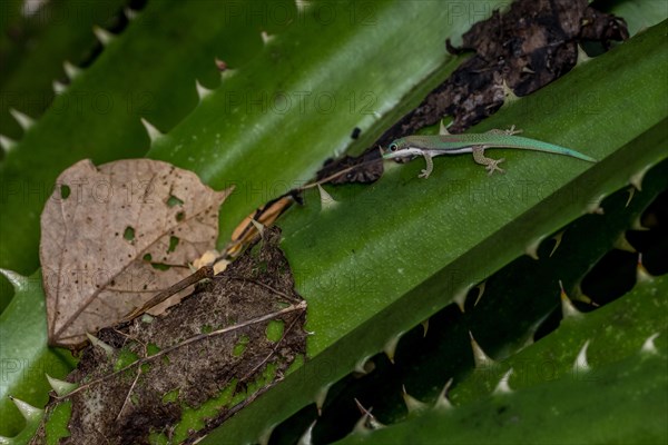 Roesler's day gecko