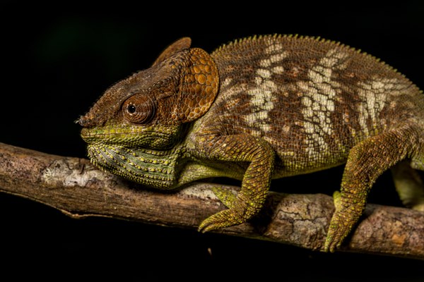 Amber Mountain amber chamaeleon