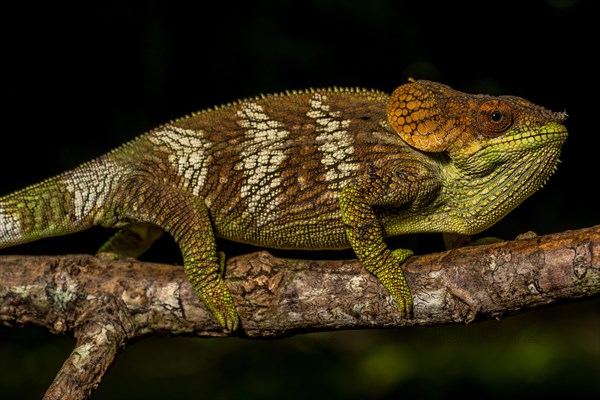 Amber Mountain amber chamaeleon