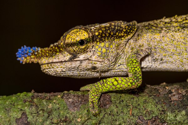 Blue-nosed Chameleon