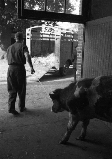 The auction of a bankrupt farm on 22. 09. 1971 in Greven in Muensterland