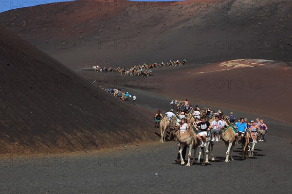 Dromedary Riding for Tourists in Timanfaya National Park