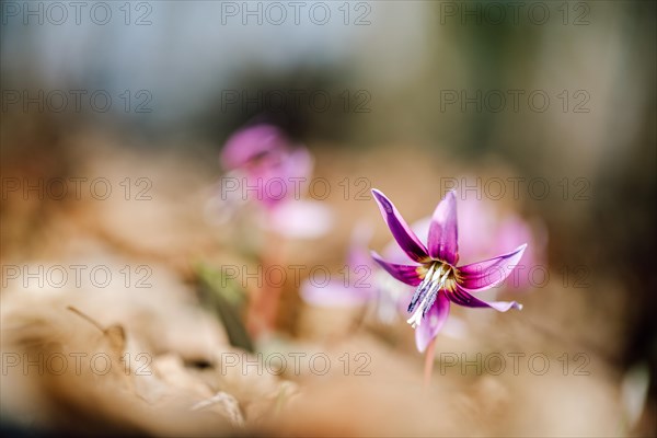 Flowering dog's tooth violet