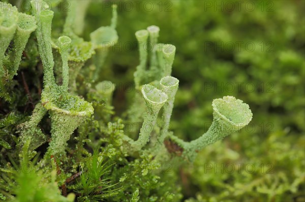 Cup lichen