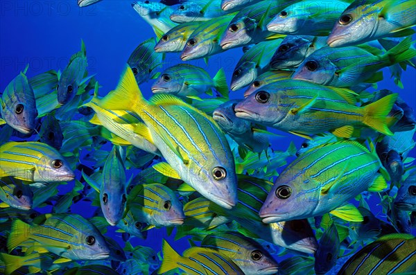 Close-up of shoal of bluestripe snapper