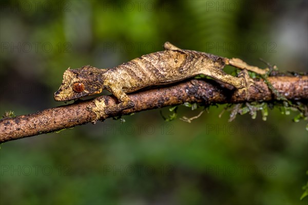 Flat-tailed gecko