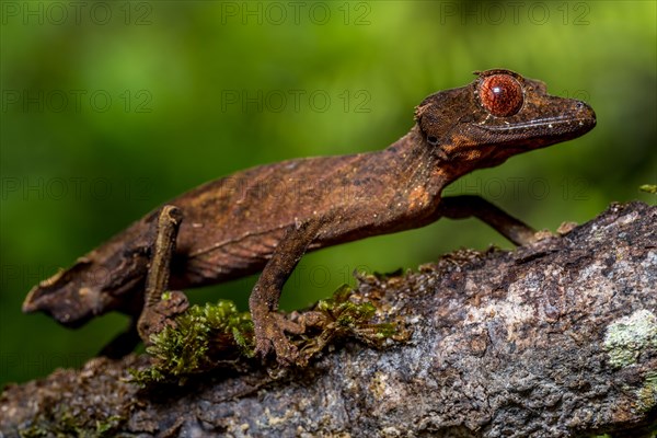 Flat-tailed gecko