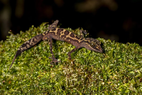 Graceful madagascar ground gecko