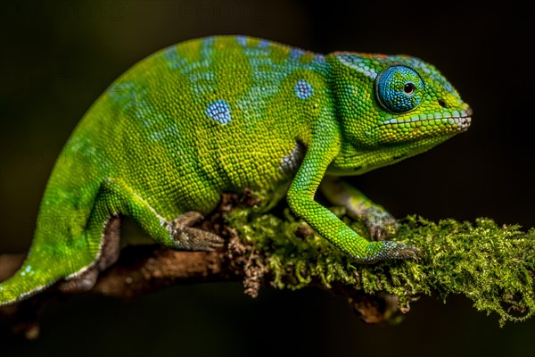 Petters petter's chameleon