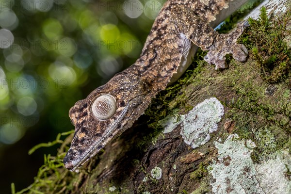 Giant leaf-tailed gecko