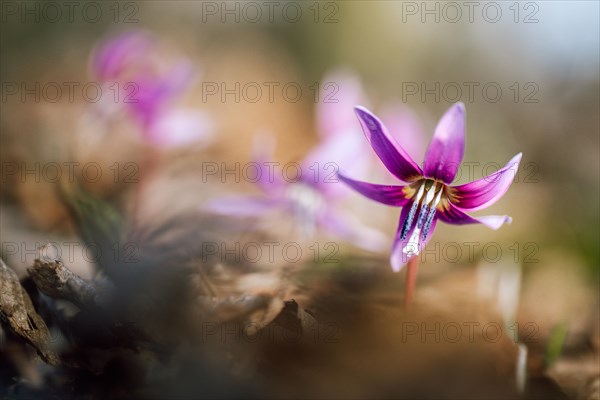 Flowering dog's tooth violet