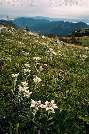 Alpine edelweiss