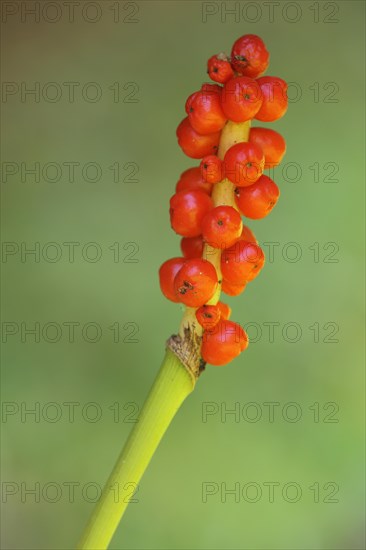 Common arum