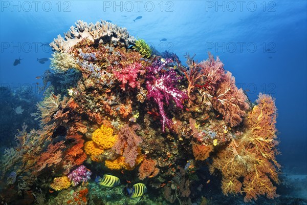 Large coral block with various multicoloured floral animals