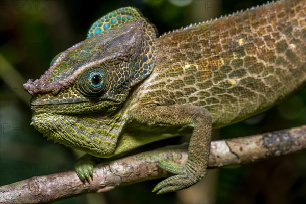 Malthes elephant-eared chameleon