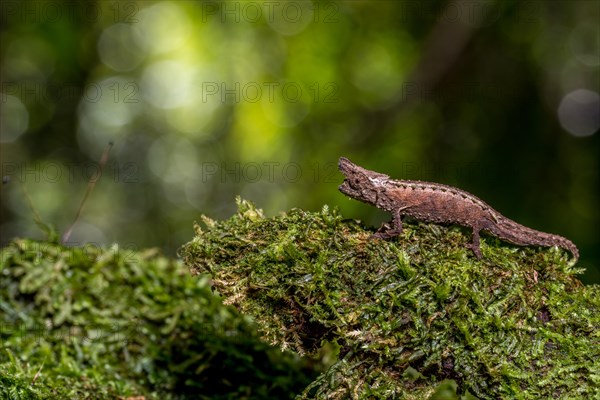 Marojejy Earth Chameleon