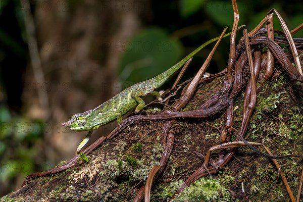 Will's two-horned chameleon