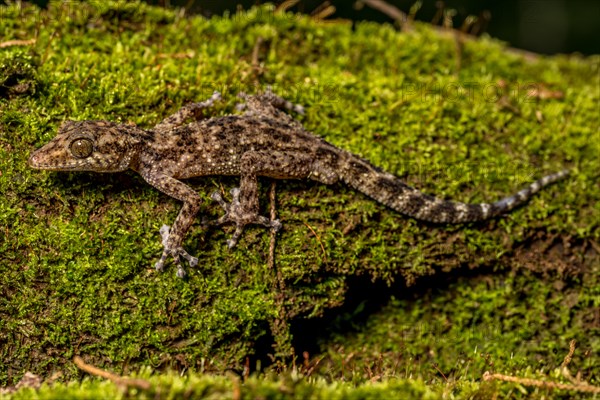 Big-headed gecko
