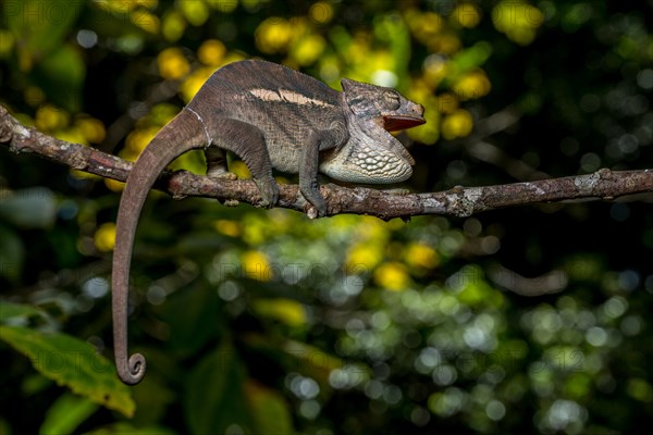 Amber Mountain amber chamaeleon