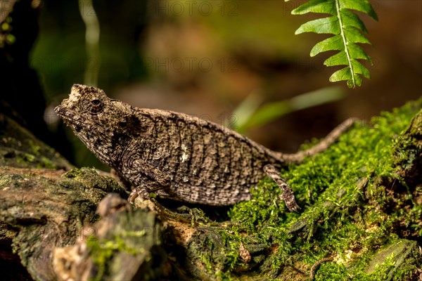 Antakarana ground chameleon