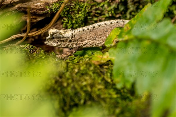 Montagne d Ambre Earth Chameleon