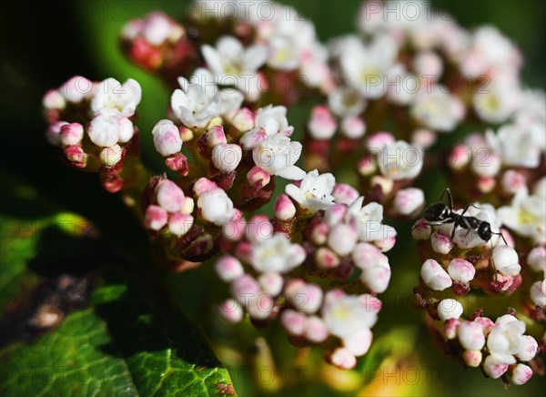 Nature in the Dutch province of Drenthe on 19. 4. 2019 sprouts leaves and flowers everywhere in the forests of the Hondsrug and in the gardens