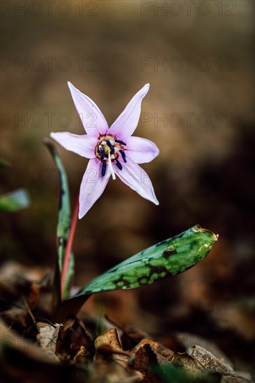 Flowering dog's tooth violet