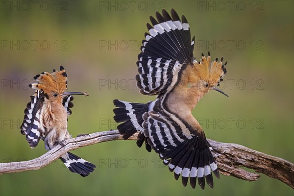 Hoopoe