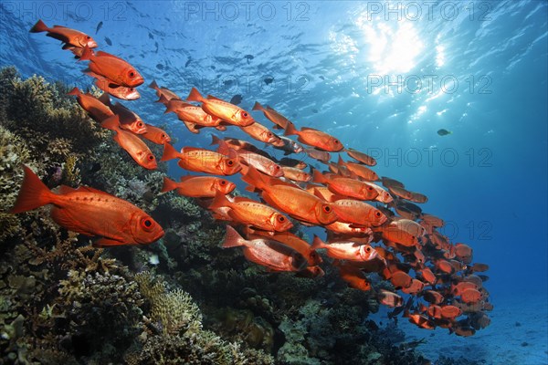 Shoal of common bigeye