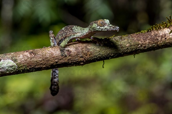 Mossy leaf-tailed gecko