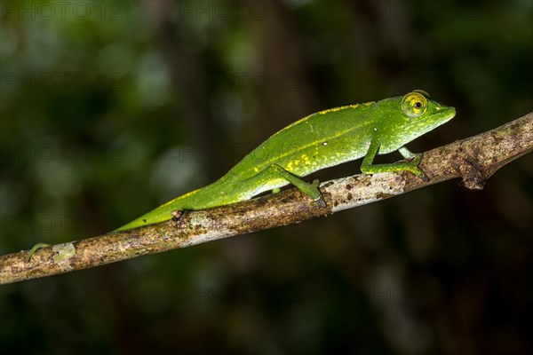 Marojejy chameleon