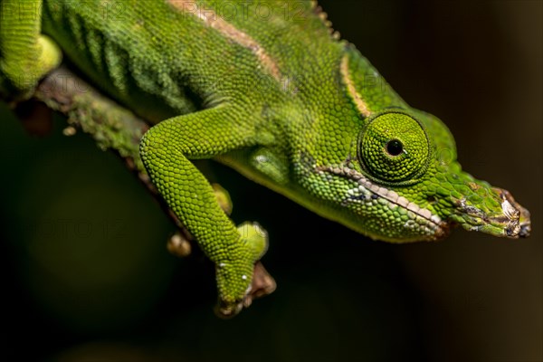 Petters petter's chameleon