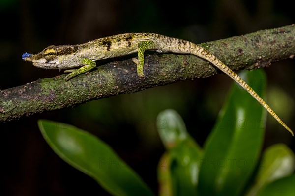 Blue-nosed Chameleon