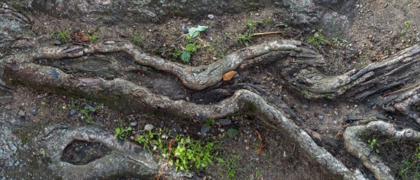 Tree root