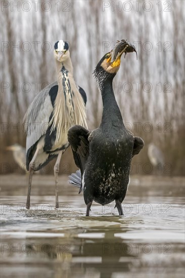 Great cormorant