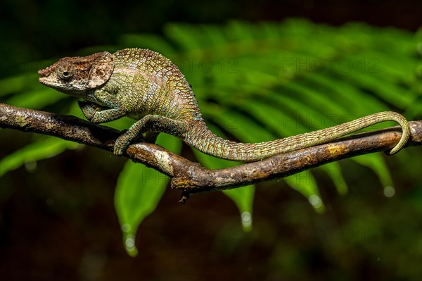 Cryptic chameleon