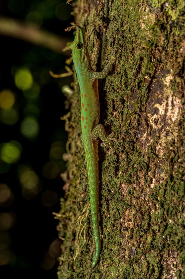 Day gecko