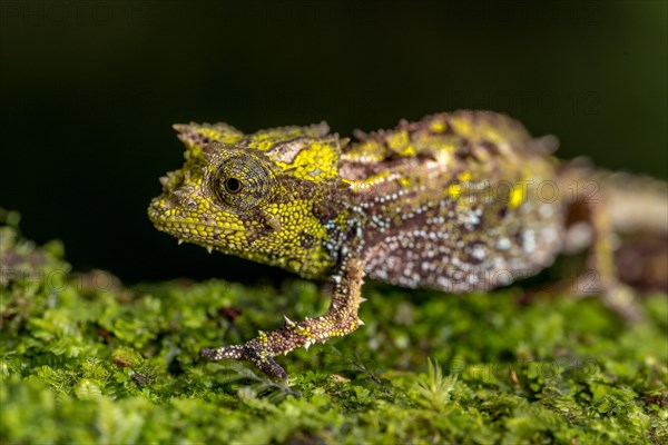 Variegated Earth Chameleon