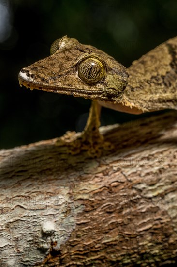 Giant flat-tailed gecko