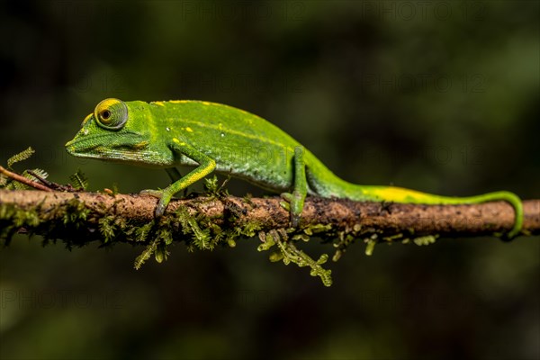 Marojejy chameleon