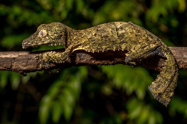 Henkel's flat-tailed gecko