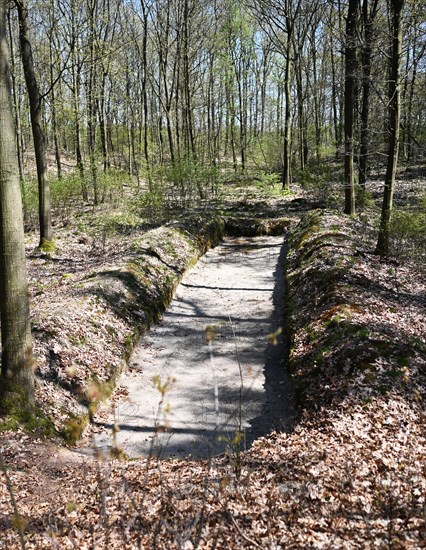 Nature in the Dutch province of Drenthe on 19/4/2019 sprouts leaves and flowers all over the Hondsrug forests and gardens. Hondsrug. Dug by the Nazis as a mass grave but without victims