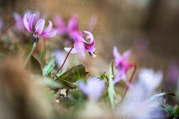 Flowering dog's tooth violet