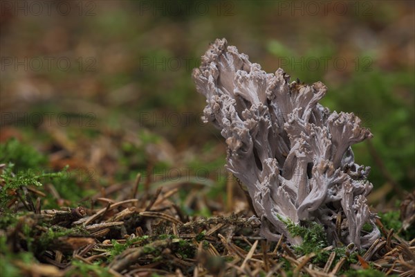 Grey coral