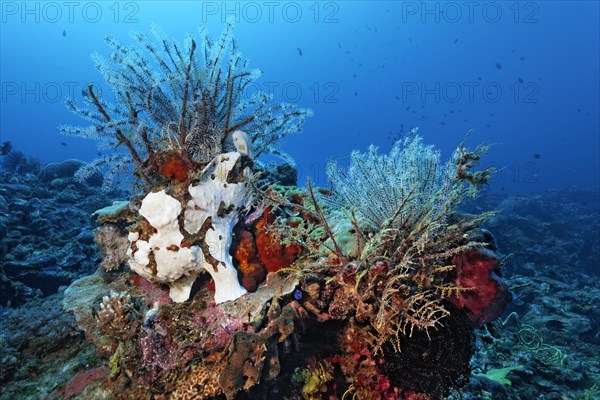 Painted frogfish