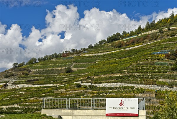 Company sign of the St Jodern Winery in front of vineyards